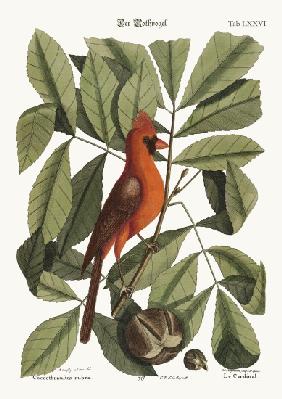 The Red Bird 1749-73