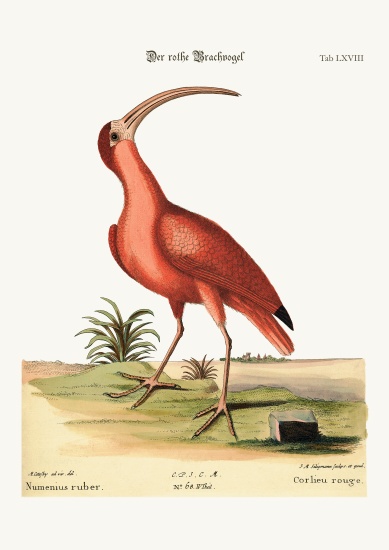 The red Curlew von Mark Catesby