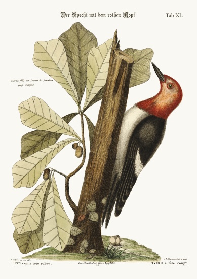 The red-headed Woodpecker von Mark Catesby