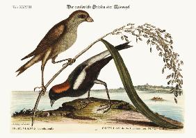 The Rice-Bird 1749-73