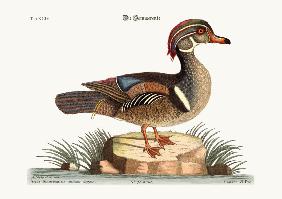 The Summer Duck 1749-73
