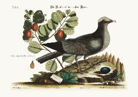 The white-crowned Pigeon 1749-73