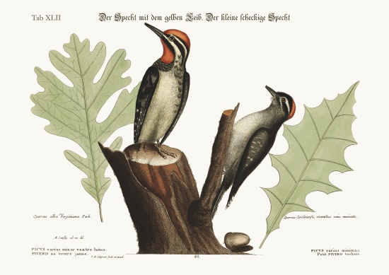 The yellow-bellied Woodpecker. The smallest spotted Woodpecker von Mark Catesby