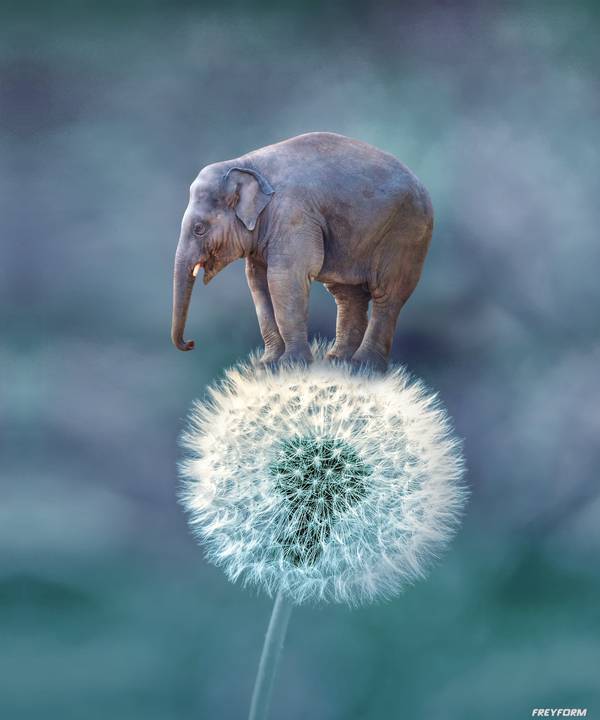 Elefant Auf Pusteblume von Markus Bergmann