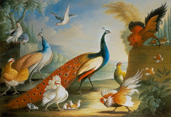 Two Peacocks, Doves, Chickens and a Rooster in a Parkland von Marmaduke Craddock