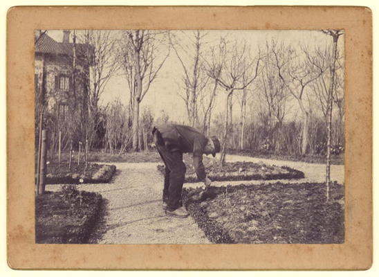 Gustave Caillebotte (1848-94) gardening at Petit Gennevilliers, February 1892 (b/w photo) von Martial Caillebotte