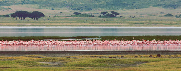 Flamingos von Lucas Martin