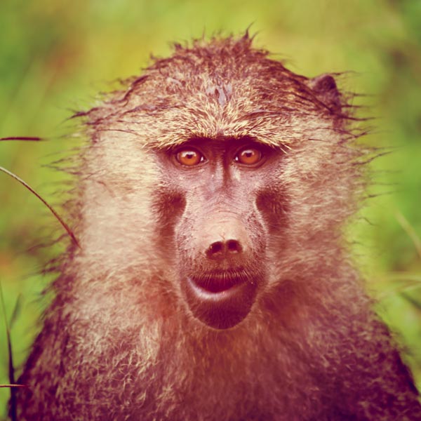 Monkey (1) von Lucas Martin