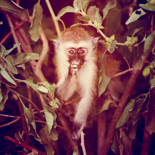 Monkey (2) von Lucas Martin