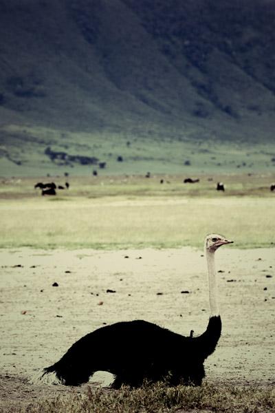 Ostrich (2) von Lucas Martin