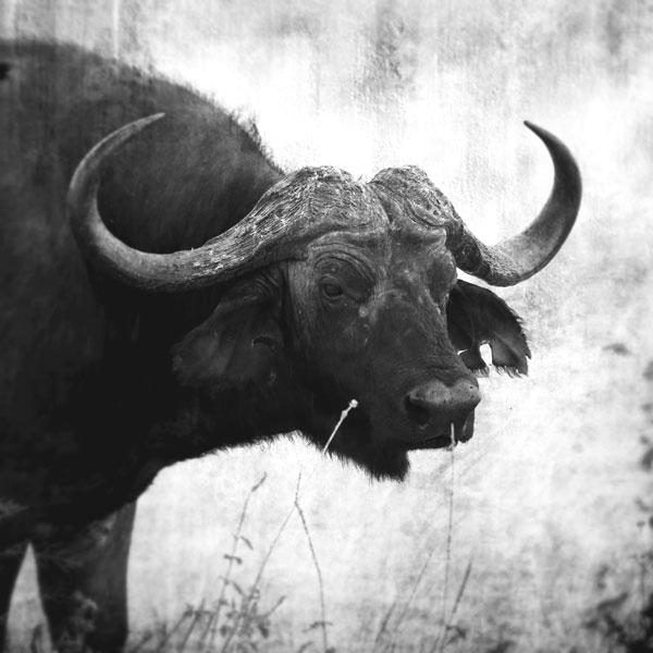 Buffalo