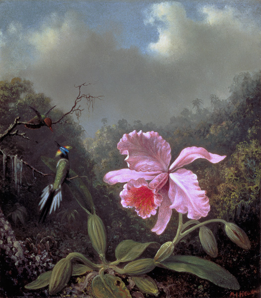Still Life with an Orchid and a Pair of Hummingbirds von Martin Johnson Heade