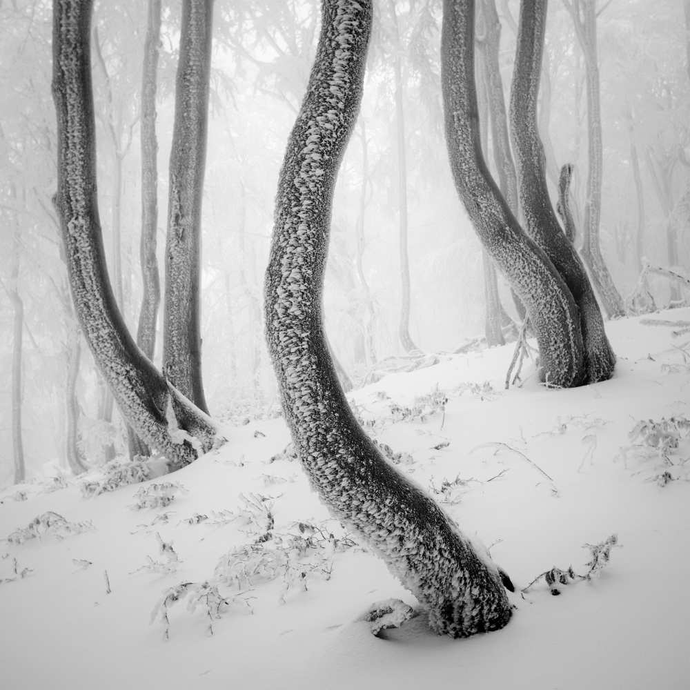 Frozen Forest von Martin Rak