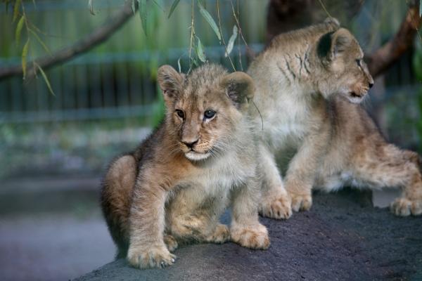 Baby-Löwen von Martina Berg