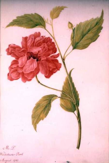 Peony Style Flower von Mary Granville Delany