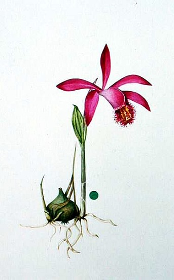 Orchidee Pleione Berapi von  Mary  Kenyon-Slaney