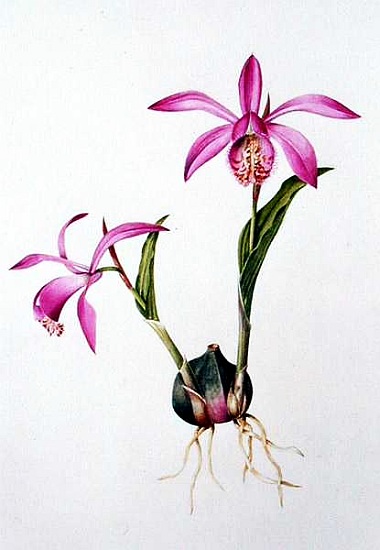 Orchidee Pleione Tongariro von  Mary  Kenyon-Slaney