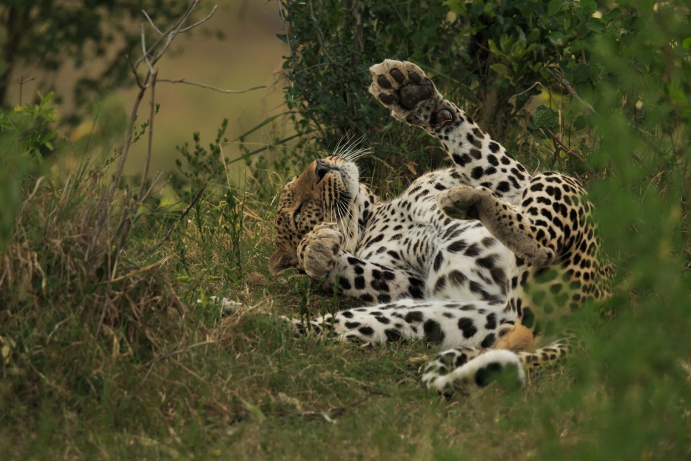 Ein Leopard im Mara-Dreieck von Massimo Mei