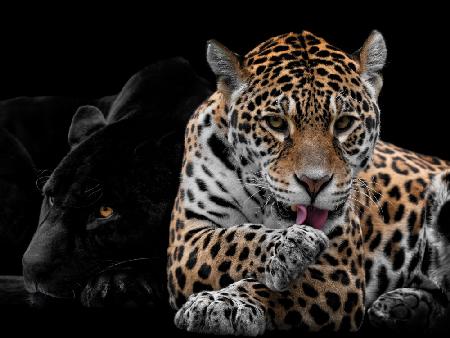 Herr und Frau Jaguar - Panthera Onca