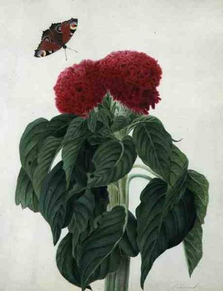 Celosia Argentea Cristata and Butterfly (w/c and gouache over pencil on vellum) von Matilda Conyers