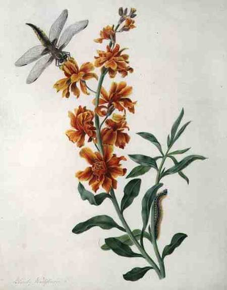 Erysium Cheiri with Dragonfly and Caterpillar (w/c and gouache over pencil on vellum) von Matilda Conyers