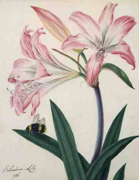 Lilium Belladonna and Bee von Matilda Conyers