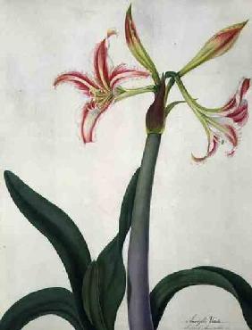 Amaryllis Vitata (w/c and gouache over pencil on vellum)