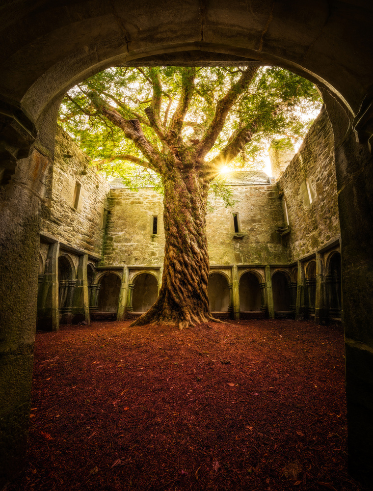 „Muckross Abbey – Baum des Lebens“ von Matt Anderson