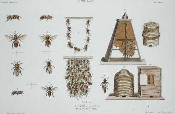 Bees and bee-keeping, from 'The Young Landsman', published Vienna, 1845 (hand-coloured litho) von Matthias Trentsensky