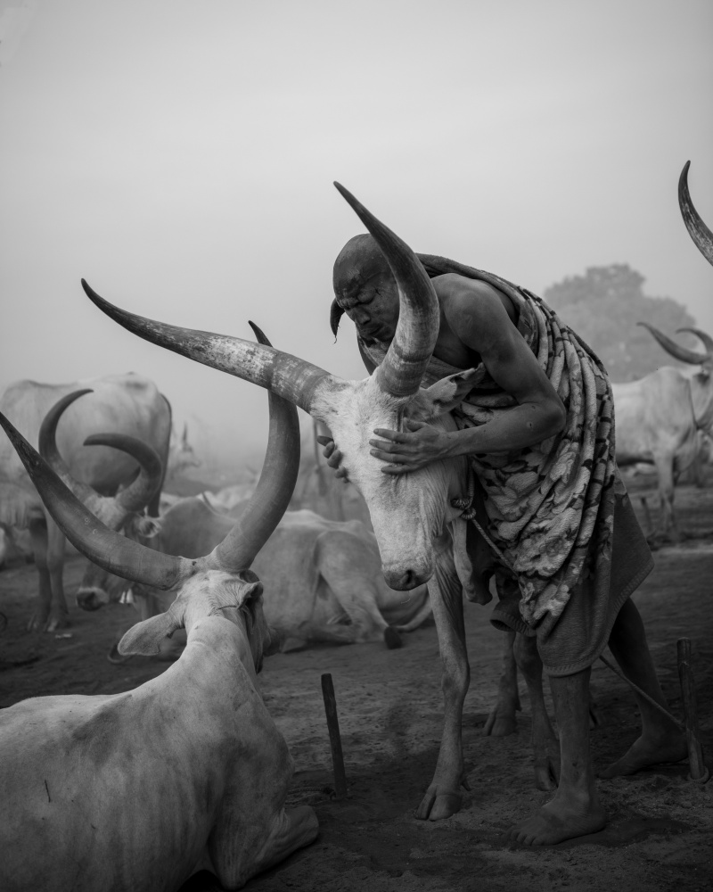 Südsudan – ein Land,in dem Kühe heilig sind von Max Vere-Hodge