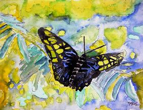 Abstrakt Butterfly 2008