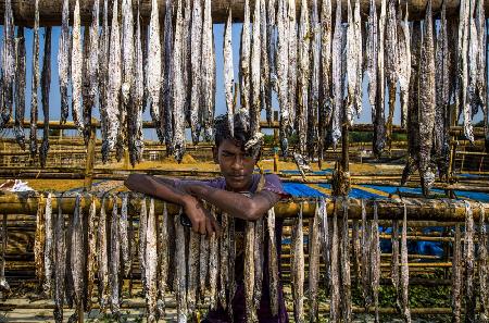 Ein Arbeiterjunge aus getrocknetem Fisch