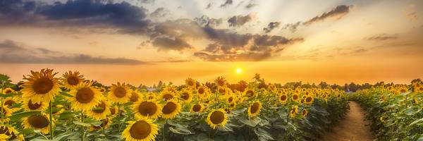 Sonnenblumenfeld im Sonnenuntergang | Panorama von Melanie Viola