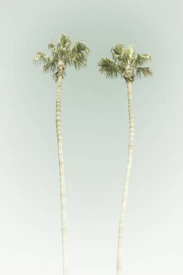 Minimalistische Idylle mit Palmen am Strand | Vintage  2020