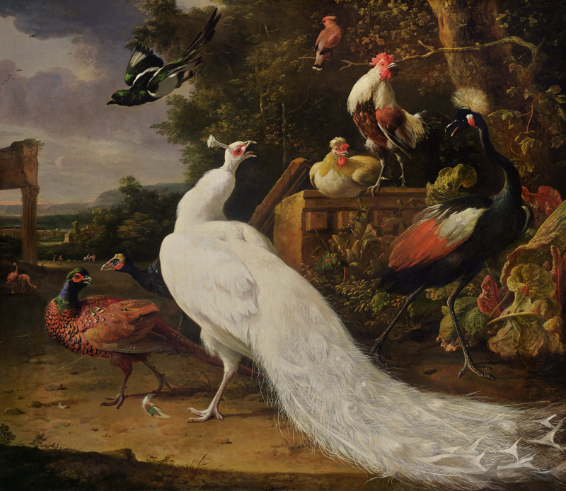 The White Peacock von Melchior de Hondecoeter