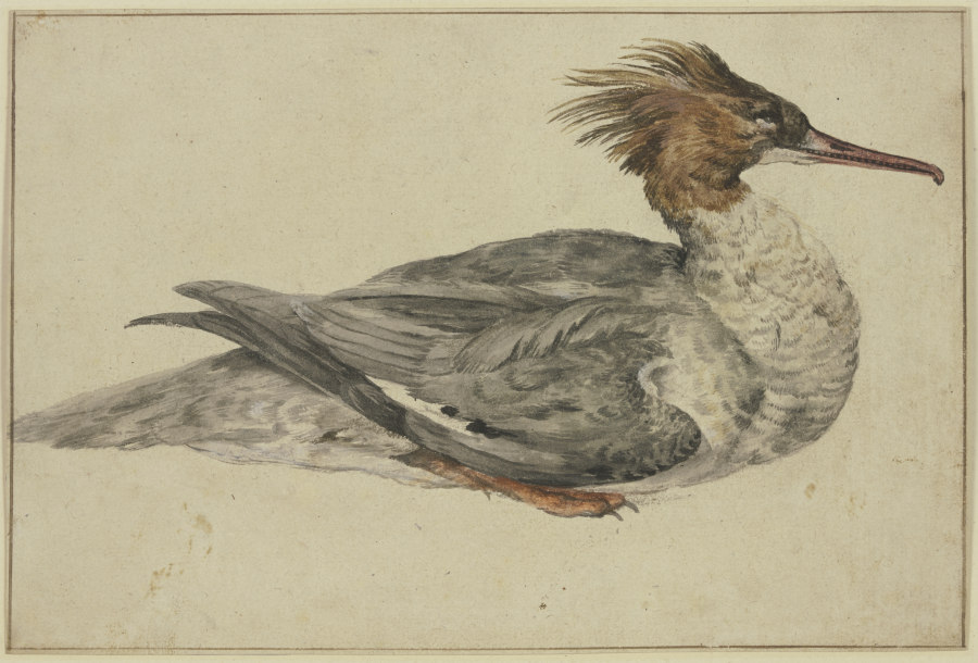 Liegende Ente mit brauner Haube, rotem Schnabel und Füßen von Melchior de Hondecoeter