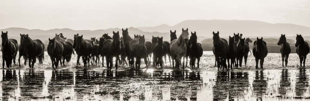 Pferde... von Merthan Kortan