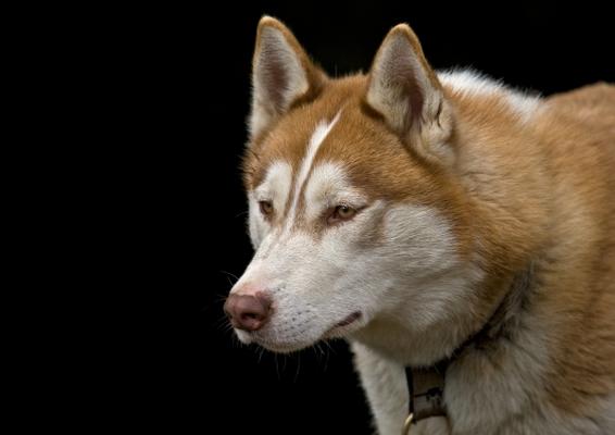 Siberian Husky von Michael Breucker