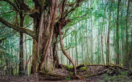 Regenwald im Waipio-Tal