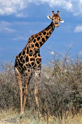 Giraffe von Michael Dietrich