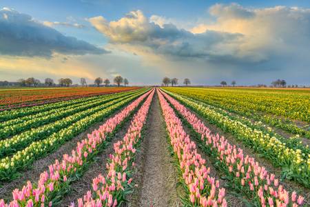 Tulpenfeld im Rheinland in der Abendsonne