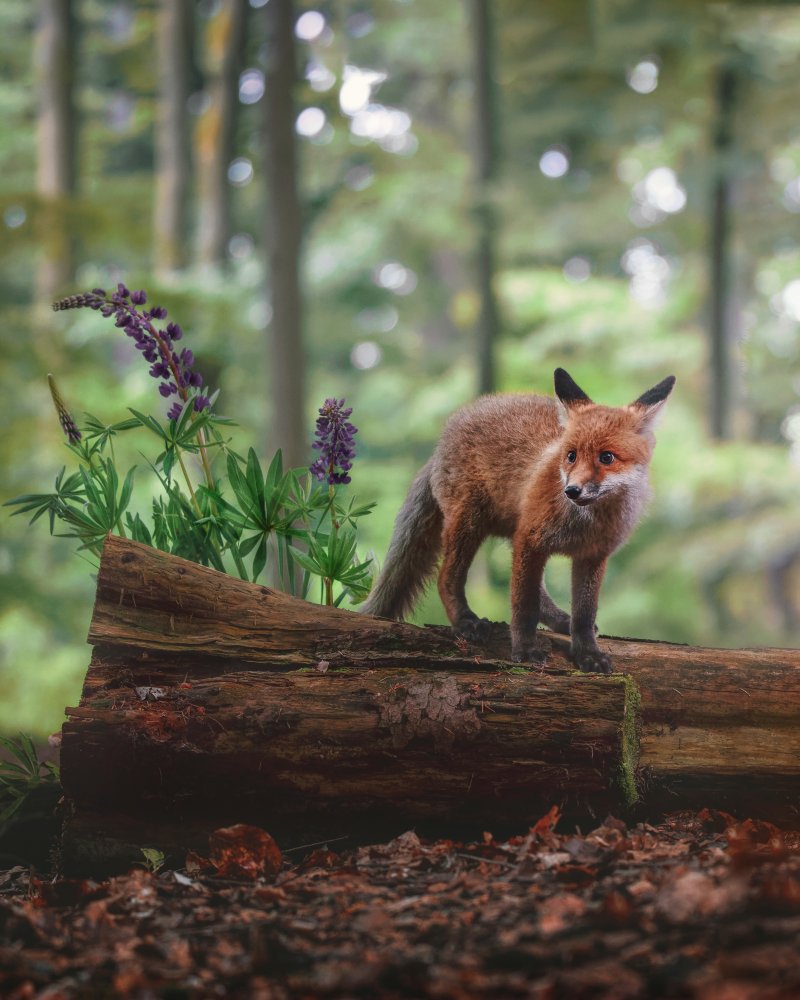 Fuchs im Wald von Michaela Firešová