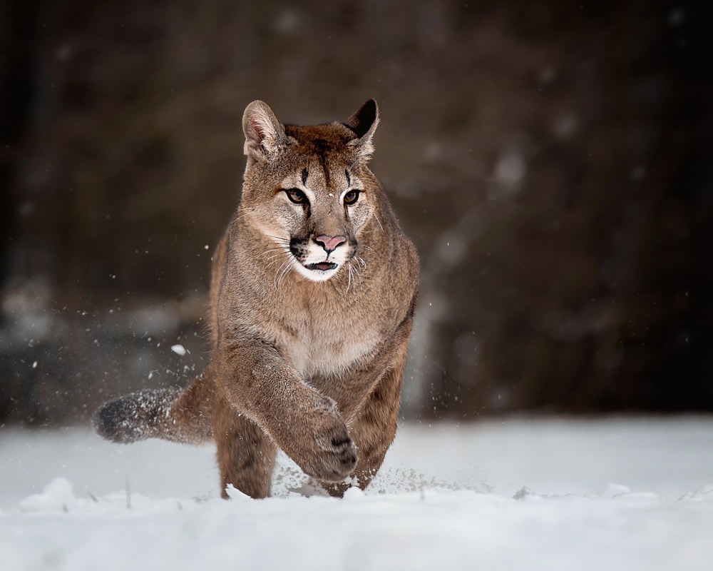 Puma auf Schnee von Michaela Firešová