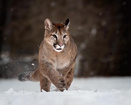 Puma auf Schnee