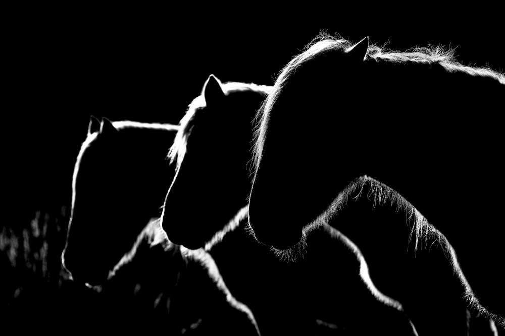 Horses b&w von Michel Romaggi