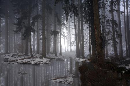 Nebeliger Wald (Winter)