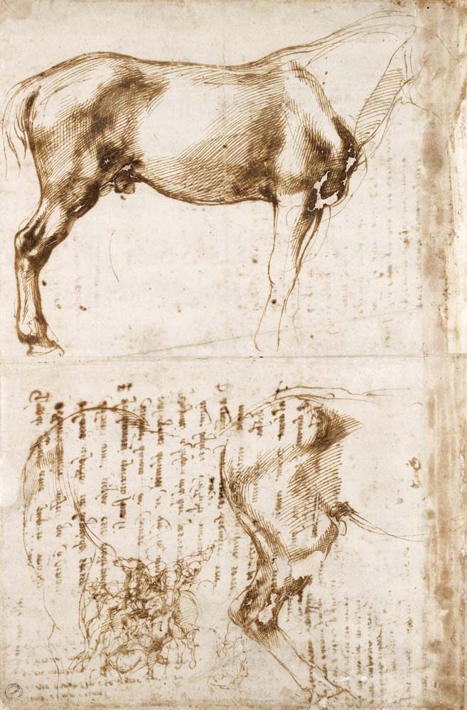 Anatomic Horse study von Michelangelo (Buonarroti)