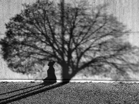 Der Schatten einer Frau im Schatten einer Baumkrone.