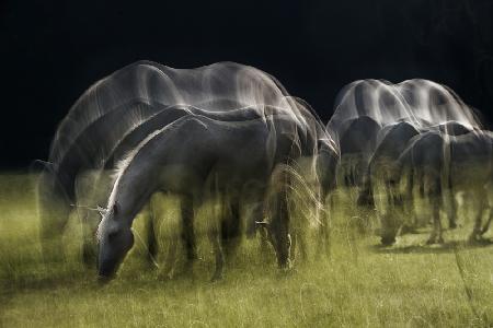 Echos von Licht