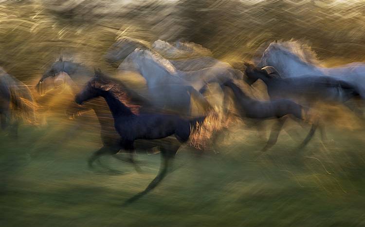 fiery gallop von Milan Malovrh